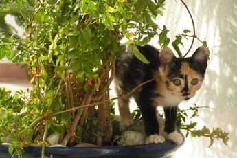 Despite their carnivorous nature, curuious cats are drawn to the scent and texture of herbs.