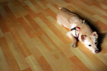 Your pooch may not know the difference, but some floors are better than others.
