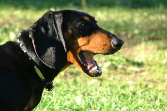 Dogs sometimes suffer from skin irritation.