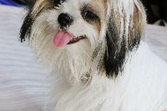 A Shih Tzu can soften the hardest of hearts.