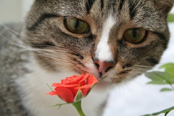 If your cat eats a toxic flower it could cause serious internal damage.