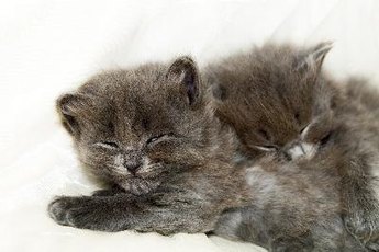 Cat siblings typically have good relationships.