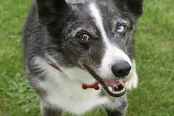 Coughing in older dogs can be a sign of a serious health problem.