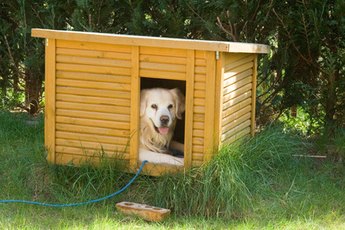 House-training requires planning, patience and persistence, regardless of the age of the dog.