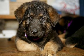 Evaluate a puppy's surroundings and personality before taking him home.