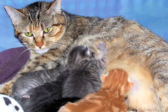 An ill mother cat may not be able to nurse her babies.