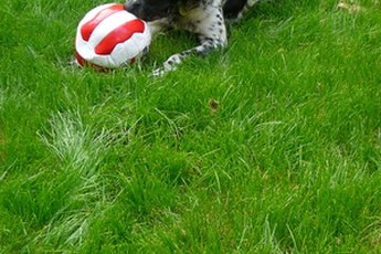 Dogs often use toys for entertainment.