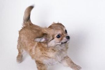 During cold weather, use a hair dryer to dry your Pomeranian after a bath.