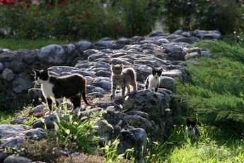 Local feral cat colonies can get out of hand quickly.