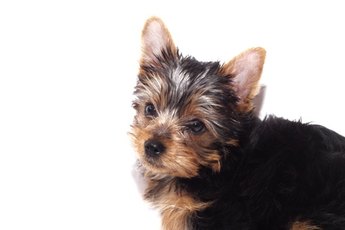 Even if your Yorkie is not scratching, check him regularly for fleas.