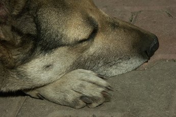 Trembling in a sleeping dog is often an indication that the dog is dreaming.
