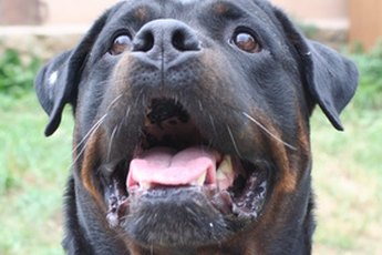 Sprechen sie Deutsche? Does your Rottweiler speak German?