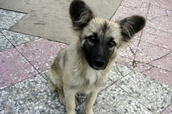 Microchips can help reunite lost dogs with their owners.