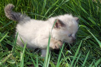 A Siamese kitten is white until she develops her coloring.