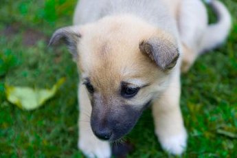 Leaving your dog outside by himself won't reinforce house-training.