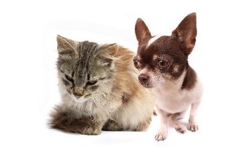 Cats and dogs age differently than humans.