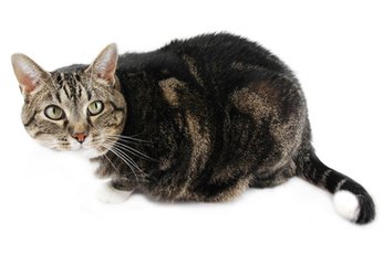 Cats can eat some vegetables.