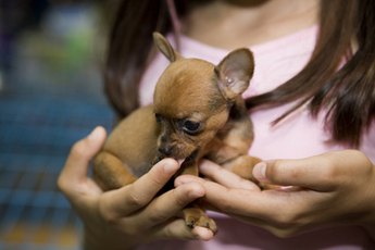 Handle Chihuahua puppies using both hands.