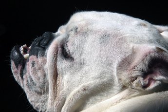 Loose skin is a defining characteristic of the bulldog.