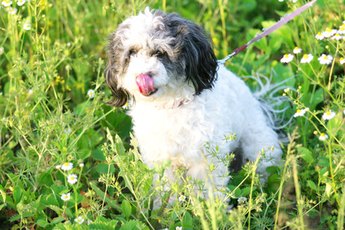 Homemade dog treats can be adapted to your dog's specific needs.