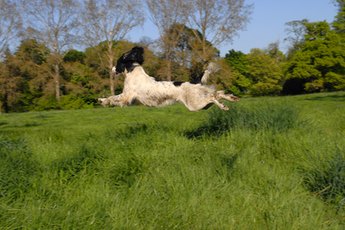 Bounding through dewy grasslands will doubtless get moisture in your springer spaniel's ears.