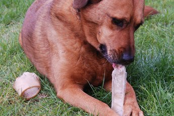Find a chew toy that is tough and challenging.