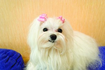 Maltese need brushed regularly.