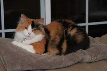 Calico cats are also called tricolor cats.