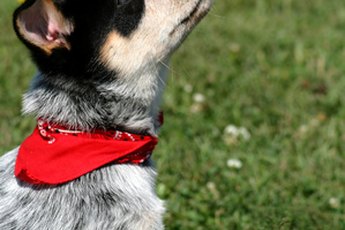 Create scarves to dress your pet in style.