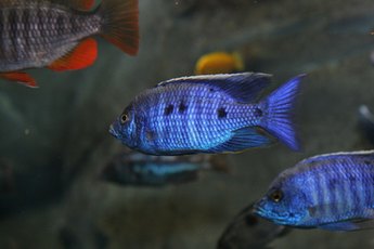 Convict cichlids are one of the easiest cichlids to breed in the home aquarium.