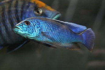 The substrate you choose can affect your cichlid's health.