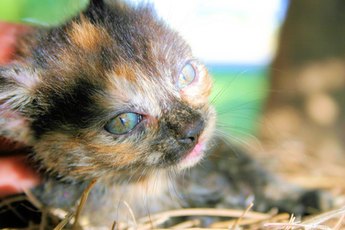 A calico kitten has three colors in her coat.