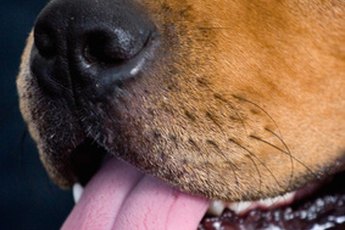 Furkids and wet kisses go hand in hand.