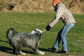 The old English sheepdog is not without inherited health problems.