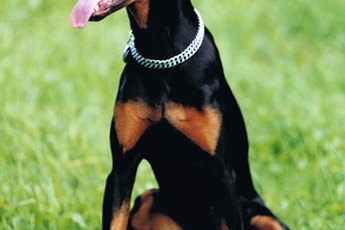 Despite their tough appearance, many Dobermans love their cats.