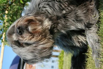 Excessive scratching can lead to hair loss.