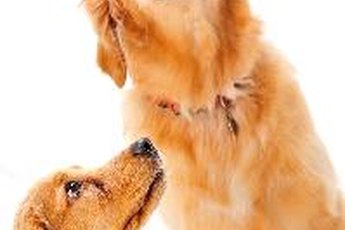 Some dogs are still growing when they are one year of age.