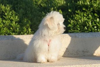 Even a young bichon's coat gives fleas plenty of room to hide.