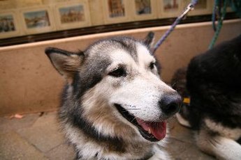 Your dog may not meet all of his vitamin D needs from sunshine alone.
