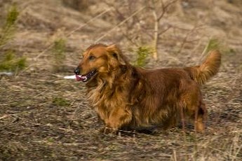 Dacshunds are more prone to epilepsy than most other dog breeds.