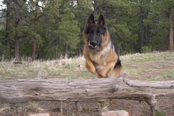 Healthy German shepherds love to jump and chase.