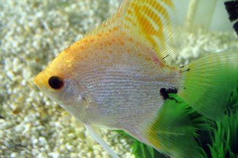 Angelfish need much warmer temperatures than goldfish do.
