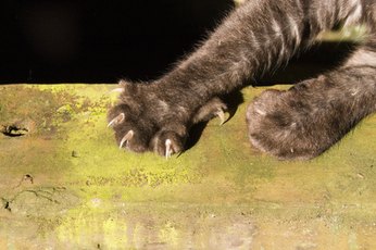 Biotin is needed for healthy nails - and claws.