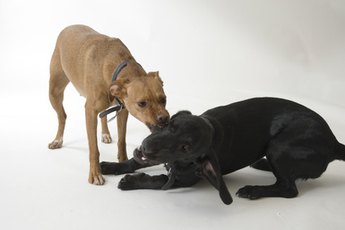 Female dogs often fight among themselves.