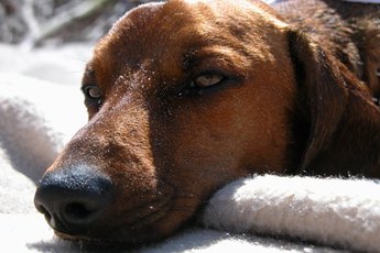 Your dog needs time to rest and recuperate after surgery.