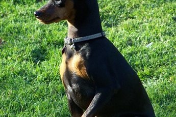 Let your min pin dry completely before he plays outside.