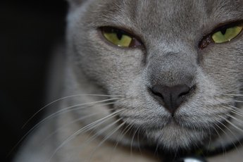 The Burmese can be one of four colors.
