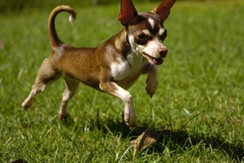 A bit of fetch can lead to a great friendship.