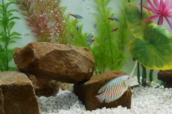 Neon tetras are hardy community fish when settled.