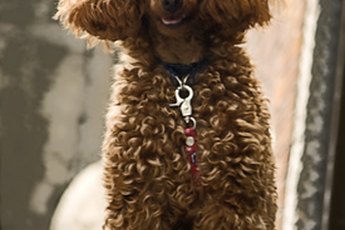 Like all breeds, poodles are susceptible to some genetic health problems.